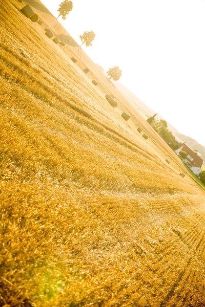 Evening after the Harvest — Stock Photo, Image